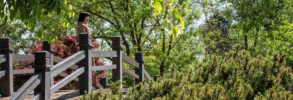 Bridge with trees