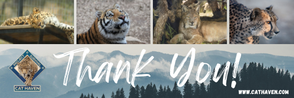 thank you and images of big cats