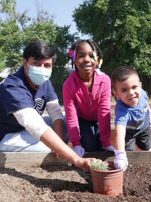 volunteers planting a tree