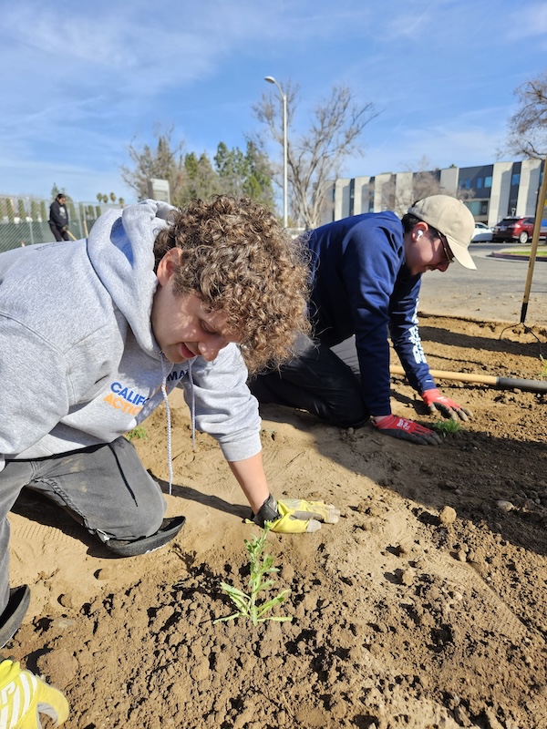 volunteers planting plants