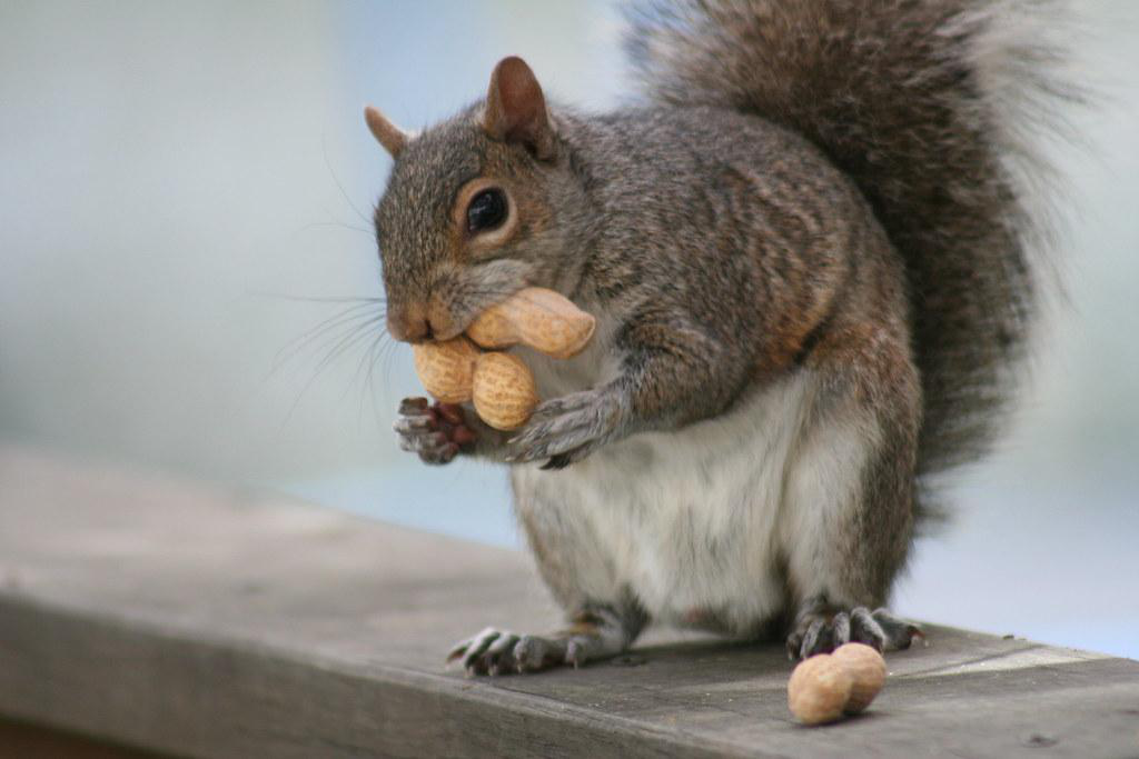 Squirrel holding food