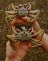 mitten crabs