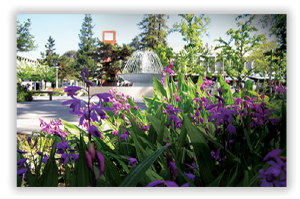 Fountain on campus with flowers in bloom