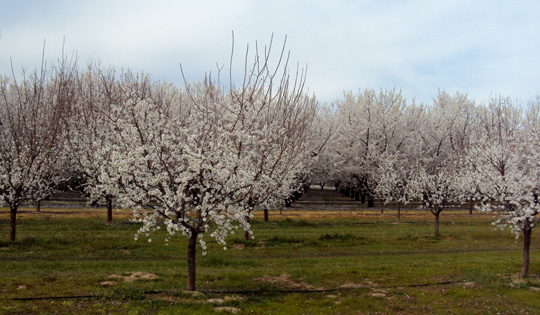 Blooming Fruit Trees on Fresno State Campus